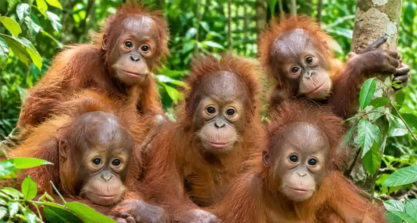  5 Baby Orangutans Found in Odisha Forest, Wildlife Smuggling Probe Underway 